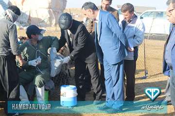 بازدید مدیرکل دامپزشکی و ئیس سازمان برنامه و بودجه استان همدان از فعالیت های اکیپ های واکسیناسیون دا