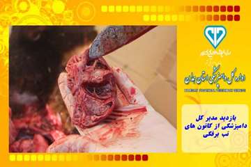 بازدید مدیر کل دامپزشکی از کانون های تب برفکی