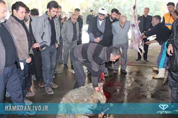 طرح نظازت شرعی و بهداشتی به دامهای قربانی در تاسوعا و عاشورای حسینی