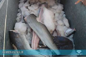 توقیف ماشین حمل کوسه ماهی و ضبط و معدوم سازی محموله