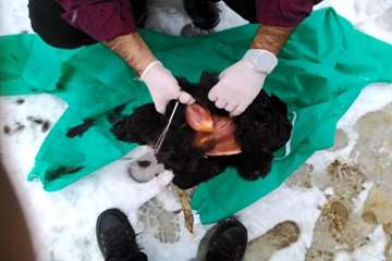 بررسی تلفات مرغ بومی در شهرستان بهار توسط اداره دامپزشکی