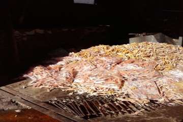 ضبط و معدوم سازی پای مرغ