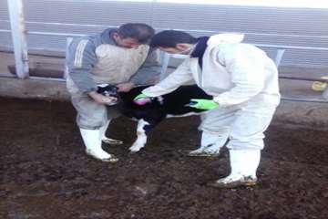 عملیات واکسیناسیون دام در شهرستان بهار