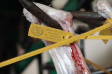 كشتارگاه دام