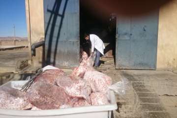 معدوم سازی پای مرغ غیر قابل مصرف توسط بازرسان دامپزشکی شهرستان بهار