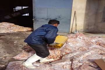 ضبط و معدوم سازی پای مرغ