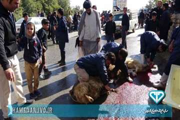 نظارت بازرسان اداره کل دامپزشکی استان همدان بر دام های قربانی در ایام عاشورا و تاسوعای حسینی