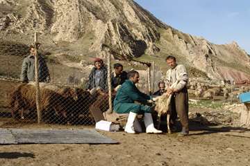 واكسيناسيون دام