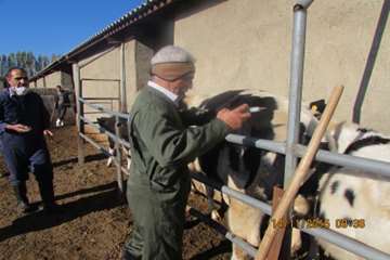  عملیات واکسیناسیون تب برفکی در شهرستان اسدآباد