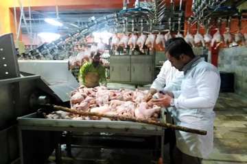 بازدید شبانه از کشتارگاه طیور