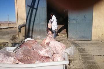 معدوم سازی پای مرغ غیر قابل مصرف توسط بازرسان دامپزشکی شهرستان بهار