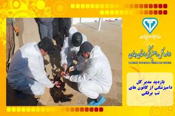 بازدید مدیر کل دامپزشکی از کانون های تب برفکی