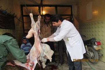 بازرسی و سرکشی رئیس اداره از قصابی و مرغ فروشی های روستاها