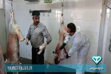 بازرسی اکیپ های شرعی و بهداشتی از دام های قربانی در روز عید سعید قربان