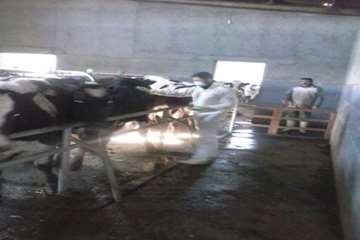 عملیات واکسیناسیون دام در شهرستان بهار