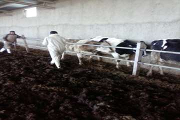 عملیات واکسیناسیون دام در شهرستان بهار