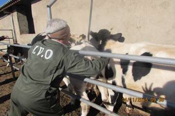  عملیات واکسیناسیون تب برفکی در شهرستان اسدآباد