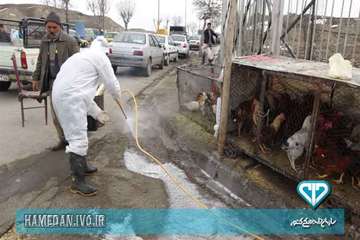 سم پاشی و ضد عفونی بازار پرندگان شهرستان همدان و توزیع بروشور های بیماری آنفلوانزا