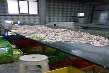 کنترل بسته بندی پای مرغ کشتارگاه توسط بازرسان دامپزشکی