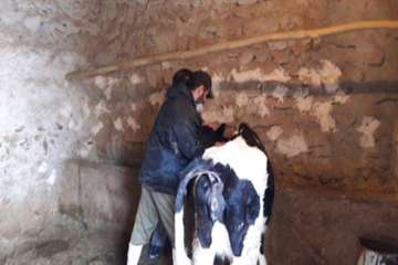 عملیات واکسیناسیون تب برفکی و لامپی اسکین در شهرستان رزن