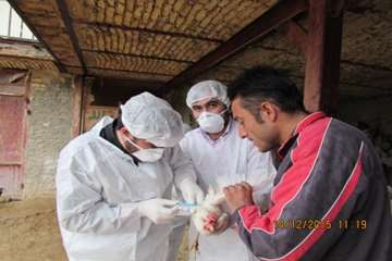 بازدید و نمونه گیری رئیس و کارشناسان دامپزشکی از طیور بومی روستای شیلاندره در اسدآباد