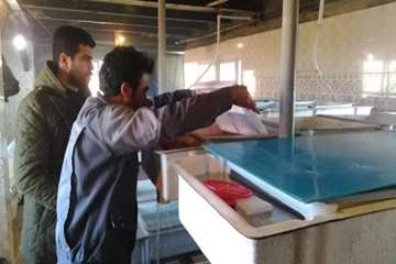 بازدید از مزرعه پرورش تخم چشم زده ماهی