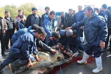 نظارت بهداشتی تاسوعا و عاشورا 93