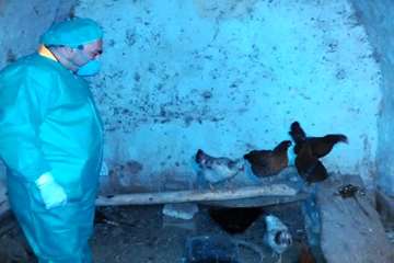 بررسی تلفات مرغ بومی در شهرستان بهار توسط اداره دامپزشکی