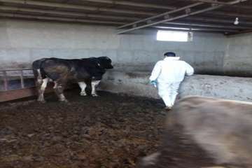 عملیات واکسیناسیون دام در شهرستان بهار