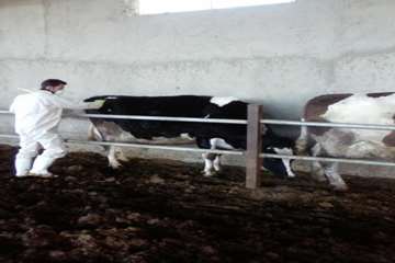 عملیات واکسیناسیون دام در شهرستان بهار