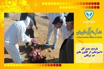 بازدید مدیر کل دامپزشکی از کانون های تب برفکی