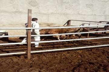 عملیات واکسیناسیون دام در شهرستان بهار