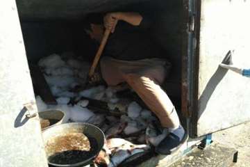 تصاویر کشف،ضبط و معدوم سازی ماهی غیرقابل مصرف توسط اداره دامپزشکی