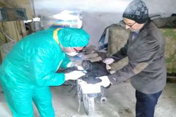 بررسی تلفات مرغ بومی در شهرستان بهار توسط اداره دامپزشکی