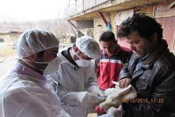 بازدید و نمونه گیری رئیس و کارشناسان دامپزشکی از طیور بومی روستای شیلاندره در اسدآباد