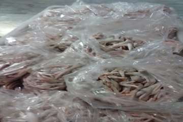 کنترل بسته بندی پای مرغ کشتارگاه توسط بازرسان دامپزشکی