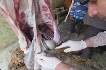 بازرسی و سرکشی رئیس اداره از قصابی و مرغ فروشی های روستاها