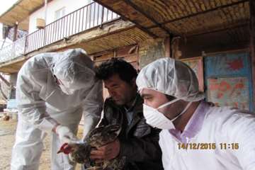 بازدید و نمونه گیری رئیس و کارشناسان دامپزشکی از طیور بومی روستای شیلاندره در اسدآباد