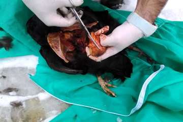 بررسی تلفات مرغ بومی در شهرستان بهار توسط اداره دامپزشکی