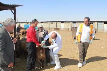 مراسم نظارت بهداشتی و شرعی بر قربانی های شهروندان در عید سعید قربان 