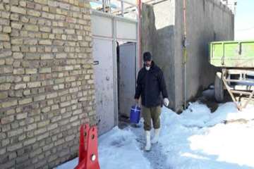 عملیات واکسیناسیون تب برفکی و لامپی اسکین در شهرستان رزن