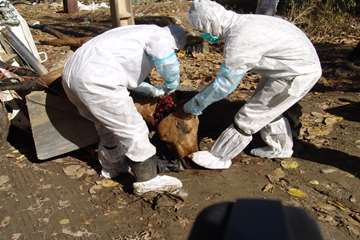 بيماري هاري اسب