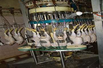 كشتارگاه طيور