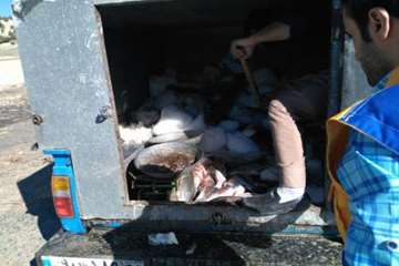 تصاویر کشف،ضبط و معدوم سازی ماهی غیرقابل مصرف توسط اداره دامپزشکی