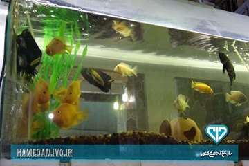 بازدید از مرکز پرورش ماهی زینتی