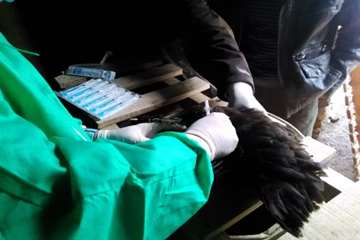 بررسی تلفات مرغ بومی در شهرستان بهار توسط اداره دامپزشکی