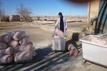 معدوم سازی پای مرغ غیر قابل مصرف توسط بازرسان دامپزشکی شهرستان بهار