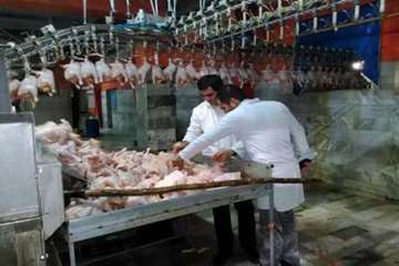 بازدید شبانه از کشتارگاه طیور