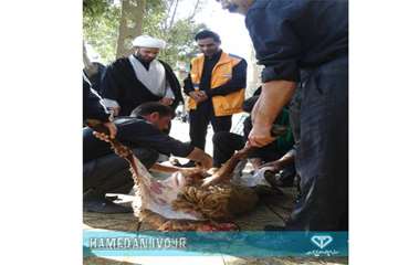 طرح نظازت شرعی و بهداشتی به دامهای قربانی در تاسوعا و عاشورای حسینی