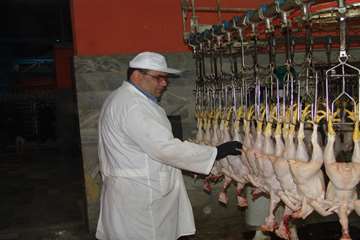 كشتارگاه طيور